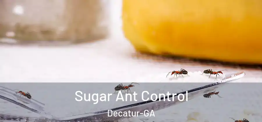Sugar Ant Control Decatur-GA